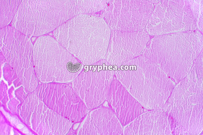 Glycogène dans le muscle x100 - gryphea.org